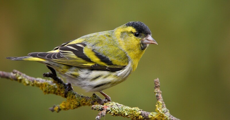 La France a trois mois pour interdire la chasse d'oiseaux protégés