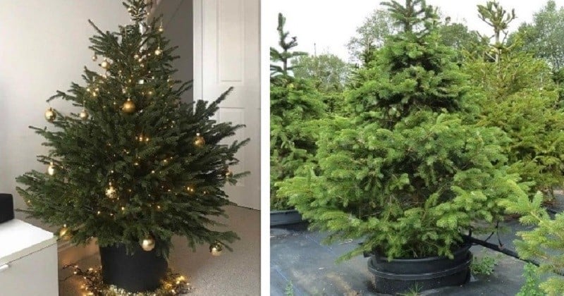 Une fois les fêtes finies, ces sapins de Noël ne sont pas jetés et retournent à la nature