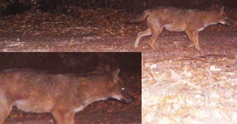 En Alsace, un chacal doré a été aperçu pour la première fois