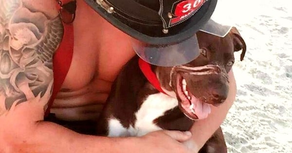 Caitlyn, la chienne retrouvée avec du ruban adhésif autour du museau pose avec... des pompiers sexy ! Et en plus, c'est pour la bonne cause...