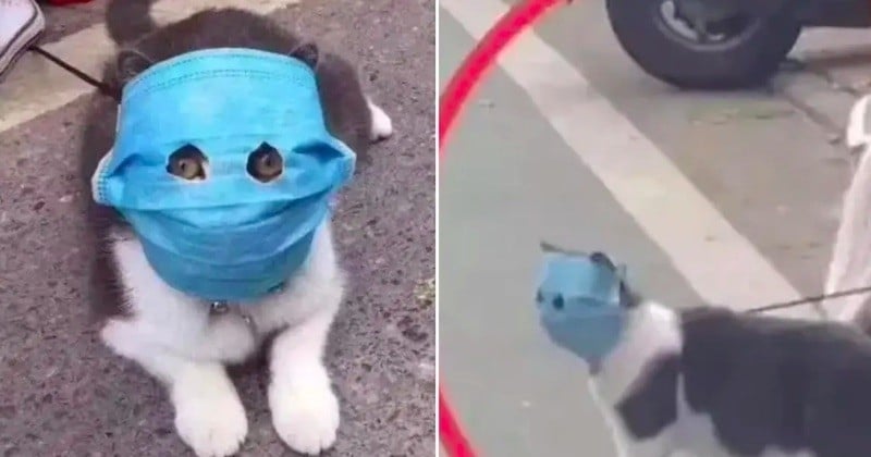 Chine : ces animaux de compagnie portent des masques pour se prémunir du coronavirus