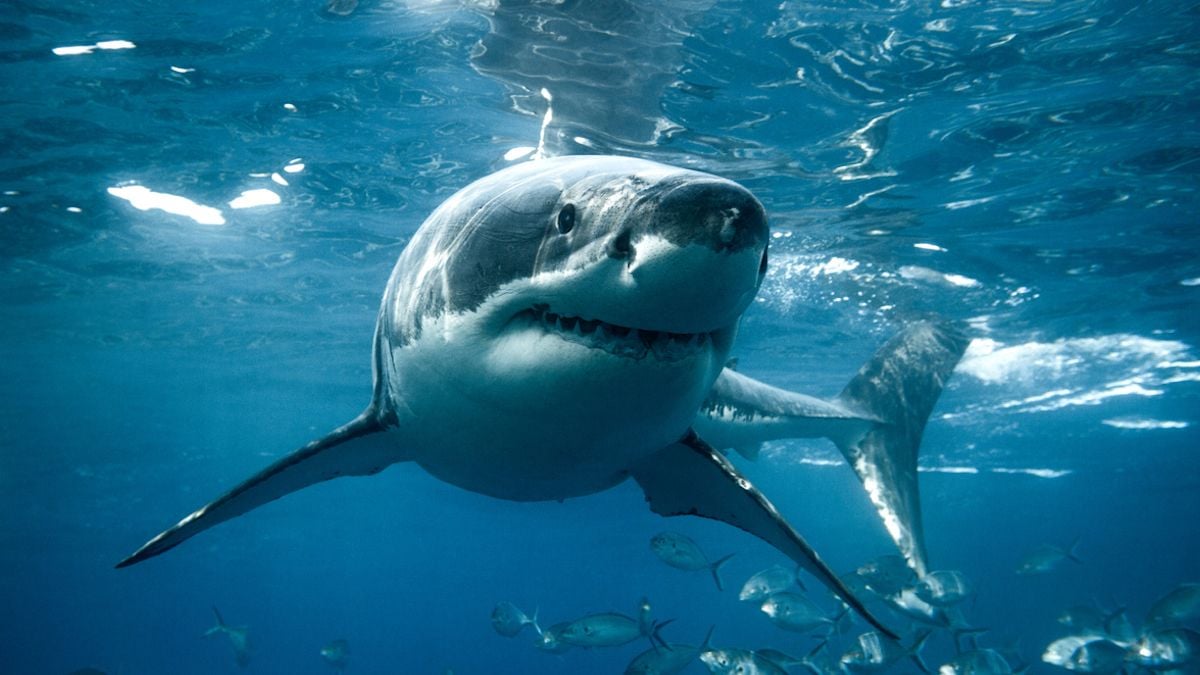 Gros plan sur un grand requin blanc 