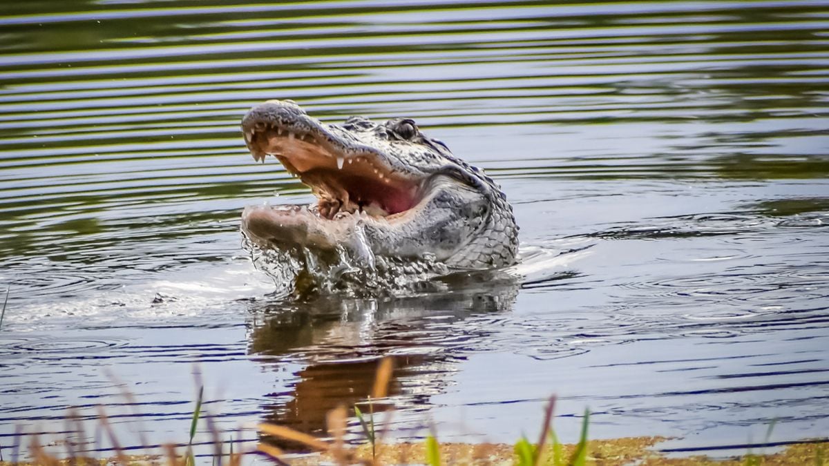 Une femme de 27 ans survit à une attaque d'alligator après avoir été entraînée sous l'eau 