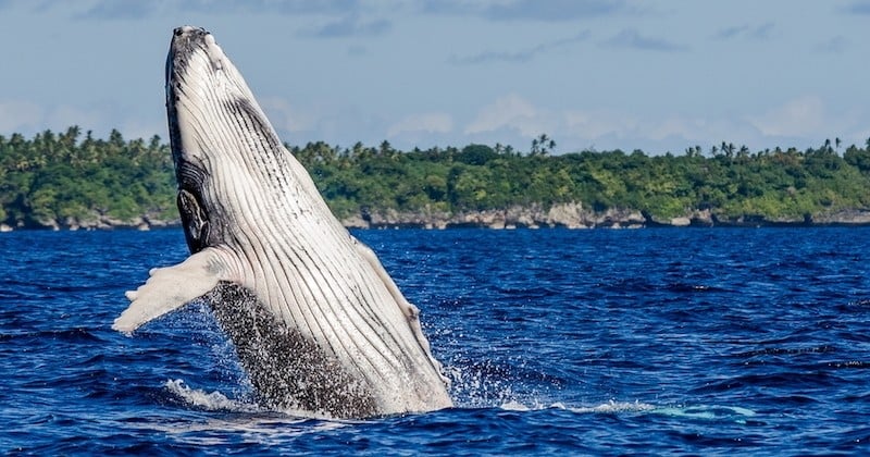 Certaines populations de baleines à bosse sont désormais hors de danger