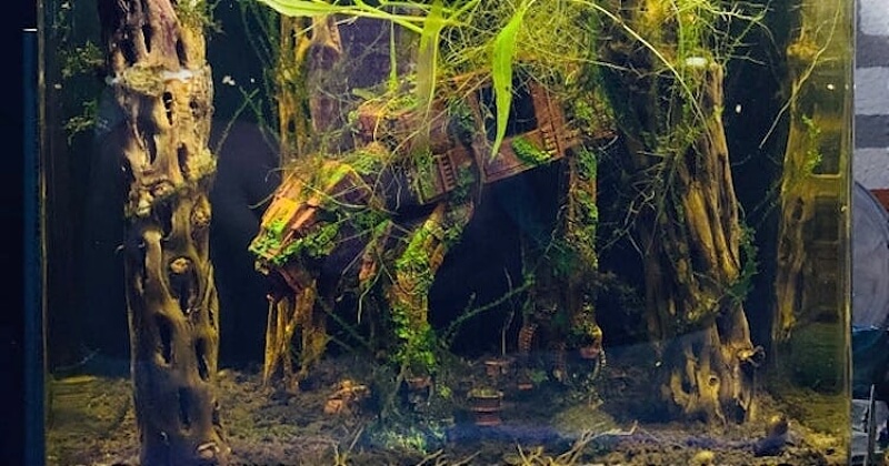 Vous aimez Star Wars ? Alors cet aquarium au décor incroyable va forcément vous plaire