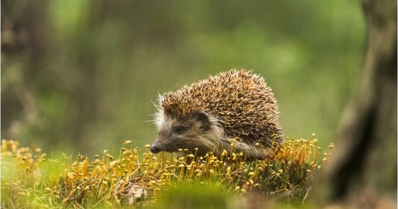 Des panneaux signalant la présence de petits animaux sauvages vont être installés au Royaume-Uni