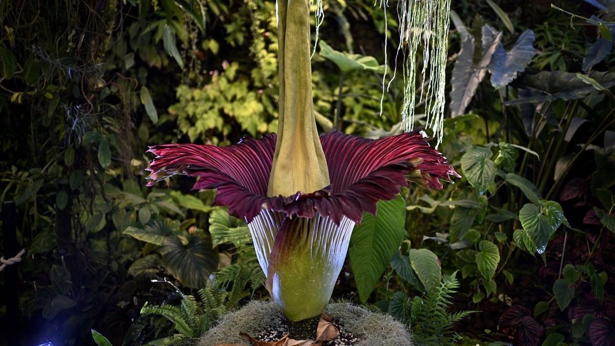 Culminant à 2 mètres 16, ce phallus de Titan bat le record de la plus grande fleur de France