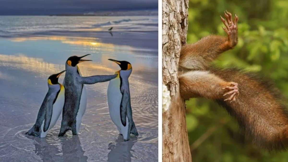 Ces 15 Photos D animaux Hilarantes Sont Finalistes Du Comedy Wildlife Ces 15 Photos D animaux Hilarantes Sont Finalistes Du Comedy Wildlife