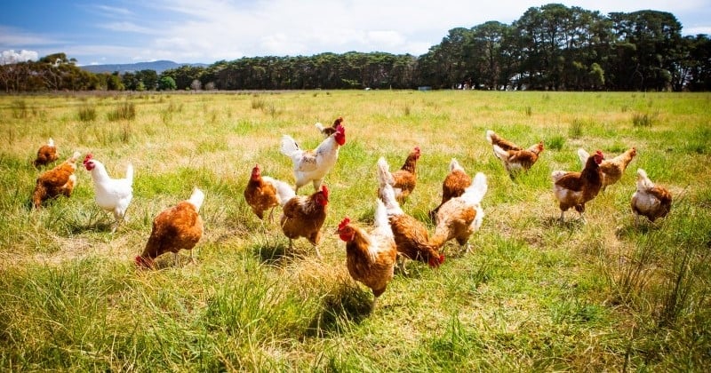 Depuis 20 ans, ces volailles élevées en plein-air et loin de l'agriculture intensive n'ont jamais eu de maladie 