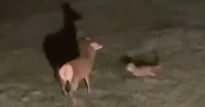 Cette vidéo de 4 loups en train d'attaquer un cerf dans le jardin d'habitants est impressionnante