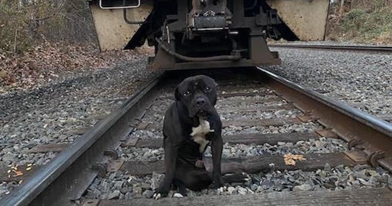 Jeté sur une voie ferrée par ses maîtres, ce chien a été percuté par un train et ne pourra plus jamais marcher