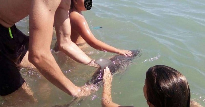 Des touristes tuent un bébé dauphin échoué en voulant prendre des selfies avec lui