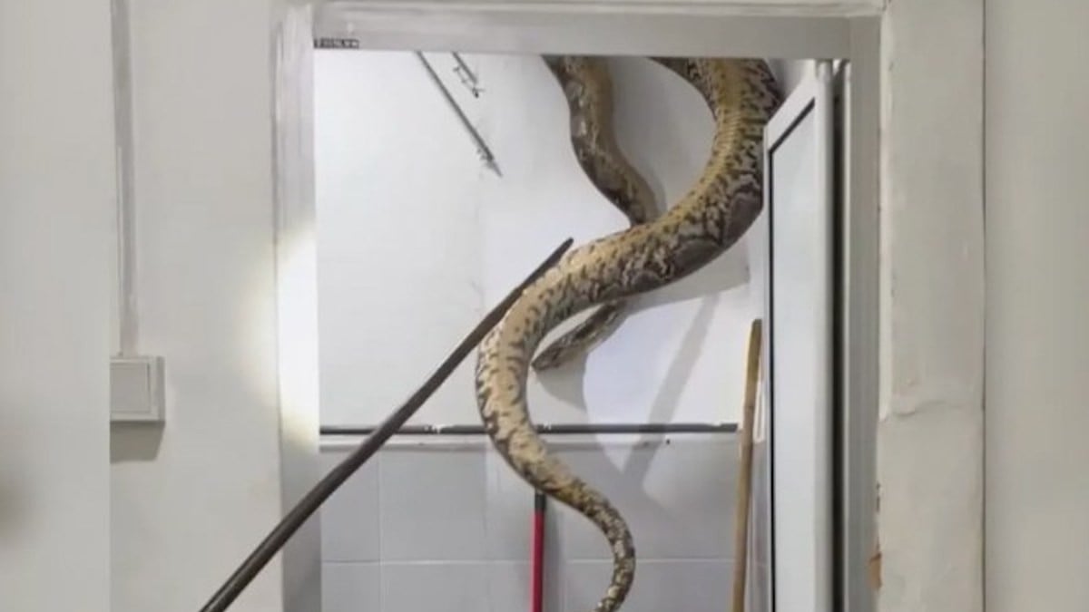 Vidéo : un python gigantesque traverse le plafond et atterrit dans la salle de bain d'une famille