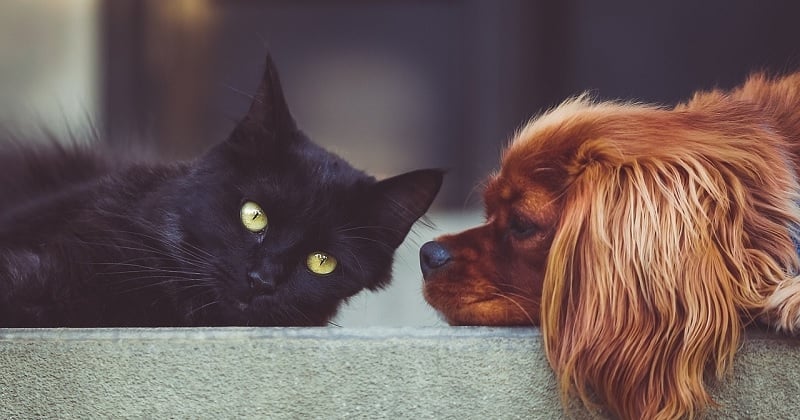 Pourquoi est-il indispensable de souscrire une assurance santé chien chat ?