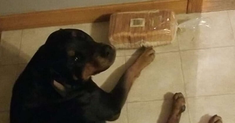 En l'absence de sa famille, ce chien garde un œil avisé sur leur pain maison