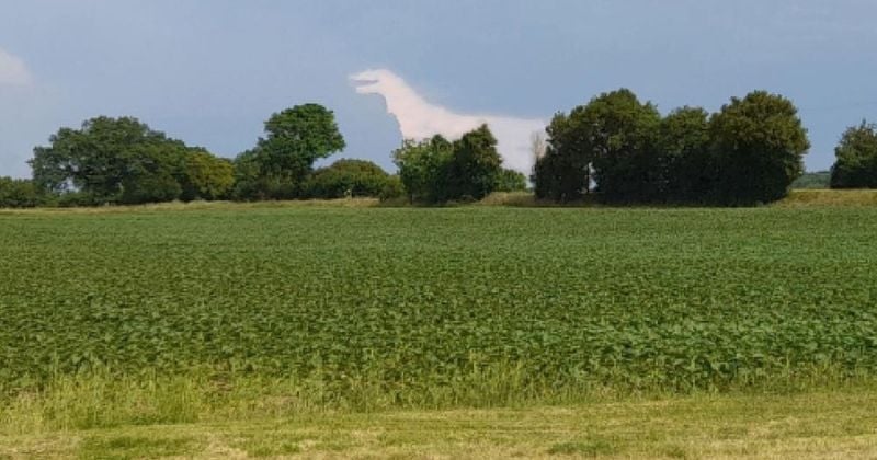 Il immortalise un incroyable nuage en forme de dinosaure