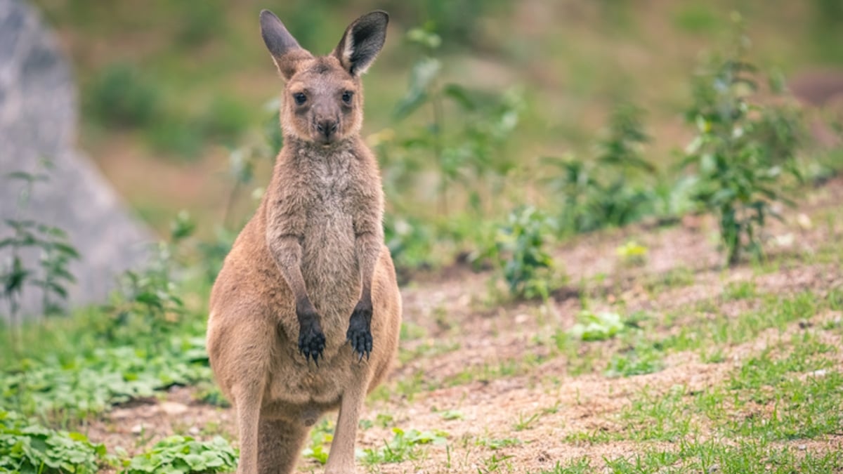 Un wallaby errant prend ses aises dans le jardin d'un habitant depuis un mois