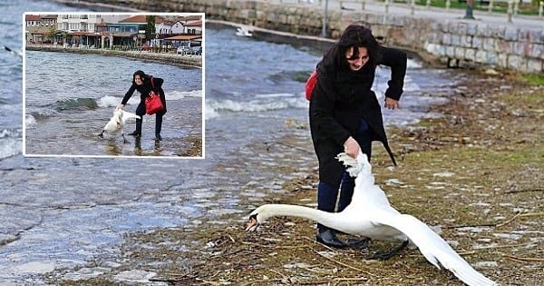 Scandaleux ! Un cygne meurt sur une plage après avoir été tiré hors de l'eau... pour un selfie