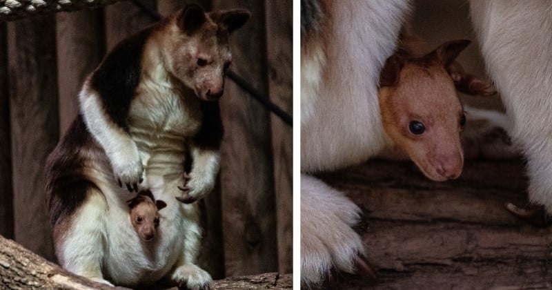 Naissance d'un kangourou arboricole au Jardin des Plantes de Paris, un événement rare