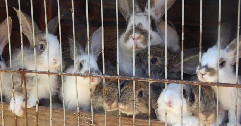Enfin, bientôt la fin de l'élevage de lapins en cage ? Le Parlement Européen souhaiterait aller dans ce sens...