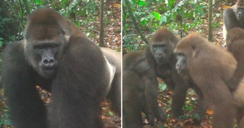 Une famille de gorilles de la rivière Cross, sous-espèce de singes la plus menacée au monde, photographiée en Afrique de l'Ouest