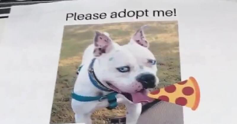 Une pizzeria aide les chiens d'un refuge à se faire adopter en affichant leurs photos sur des boîtes à pizza