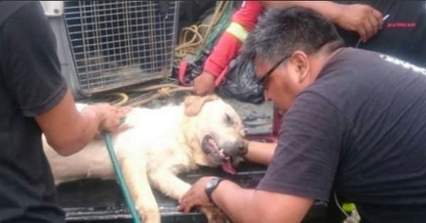 Ce chien, héroïque, meurt après avoir sauvé sept personnes durant un tremblement de terre...