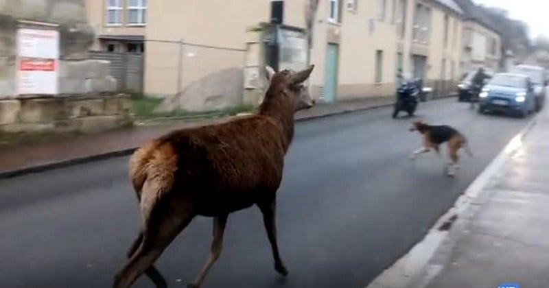 Le centre-ville de Pont Sainte-Maxence a été témoin de la traque d'un cerf blessé et la vidéo laisse sans voix