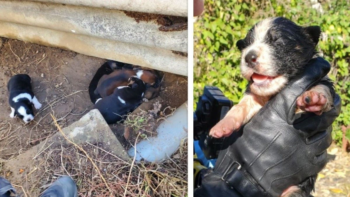 Un homme tente de noyer six chiots, une voisine intervient à temps et les sauve