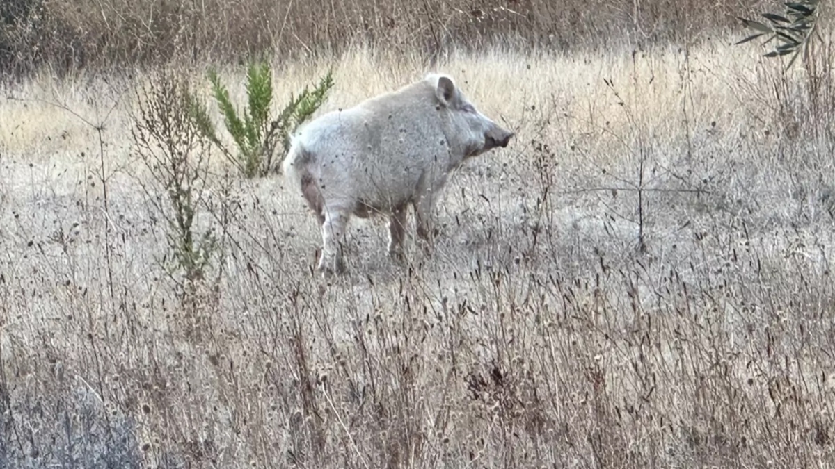 Toulon : il tombe nez à nez avec un sanglier blanc très rare et le photographie 