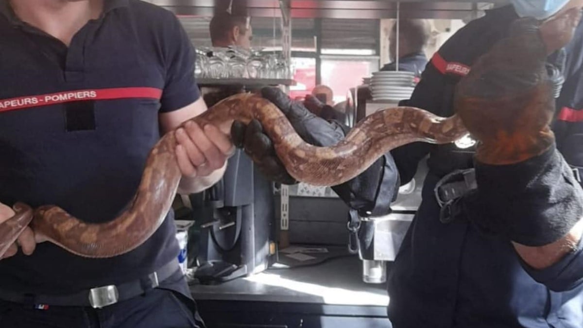 Un énorme serpent découvert dans un bar à Rouen, une rencontre effrayante pour le gérant