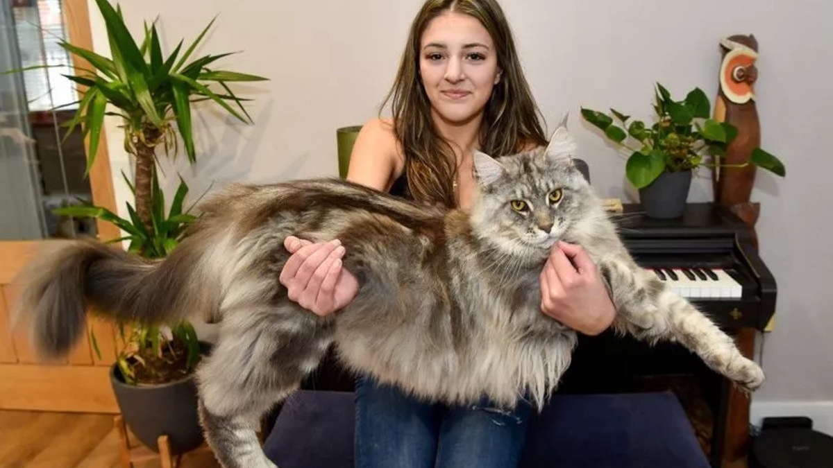 À 1 an, ce chat mesure déjà une taille record et pourrait devenir le plus grand chat du monde