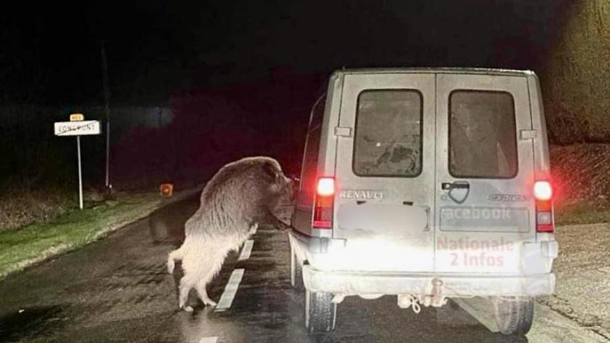 Très à l'aise, un sanglier photographié appuyé sur la portière d'une voiture