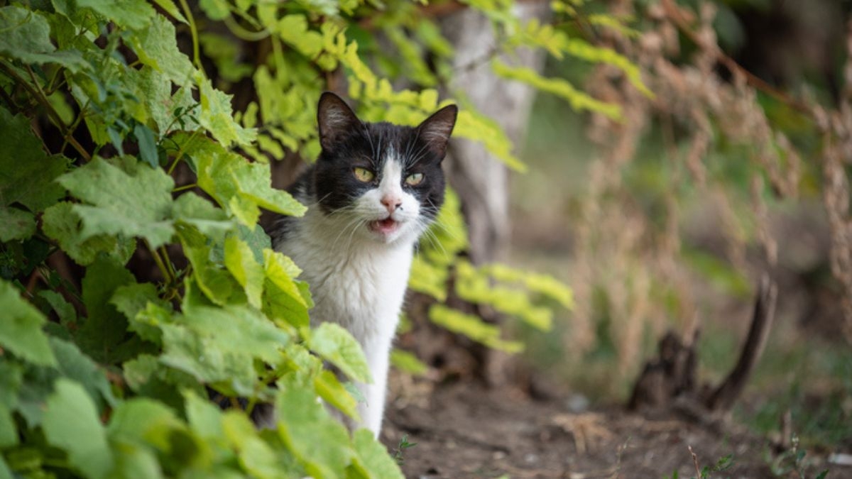 La France envahie par 11 millions de chats errants : cet outil innovant réglera-t-il le problème ?