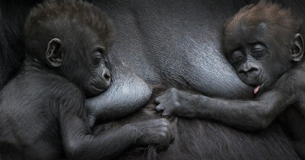 Ces 19 photos de bébés animaux avec leurs mamans sont absolument adorables... Comment ne pas craquer ?