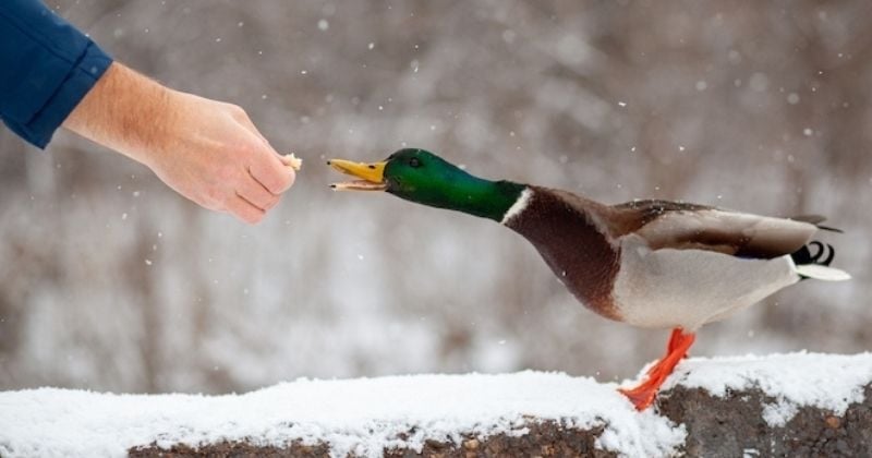 Voilà pourquoi il ne faut jamais donner du pain aux oiseaux