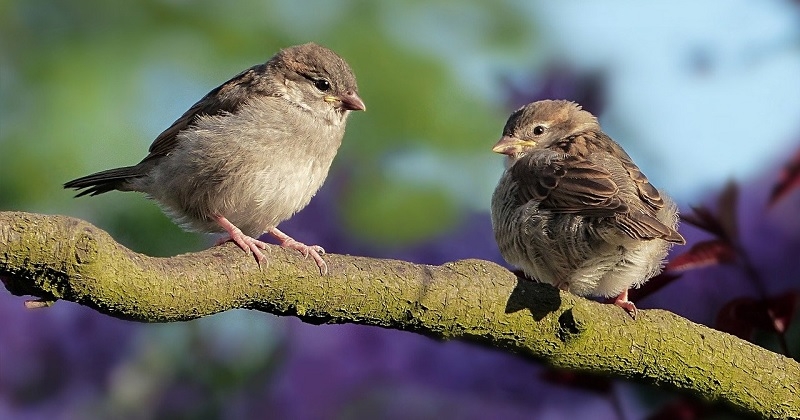 9 astuces faciles à appliquer pour que les oiseaux ne se cognent plus dans vos fenêtres