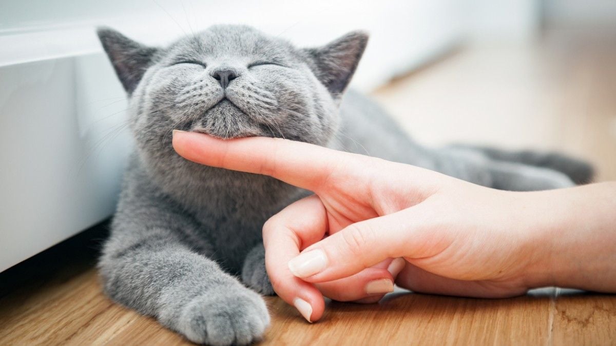 Cette offre d'emploi vous propose de garder un chat... pour 18 200 € par mois