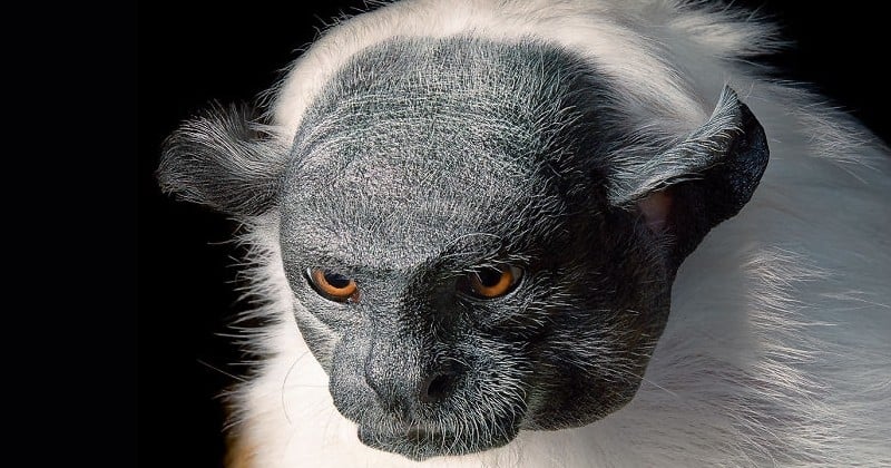 Triste et beau : Ce photographe compile patiemment pendant des années des portraits bouleversants d'espèces animales bientôt éteintes