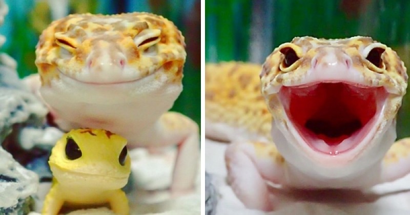 Objectif bonheur : Soyez aussi heureux au quotidien que ce petit gecko et son jouet en plastique préféré !