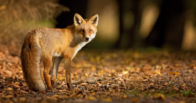 Seine-Maritime : l'association « One Voice » dépose un recours contre la décision de tuer 1 430 renards