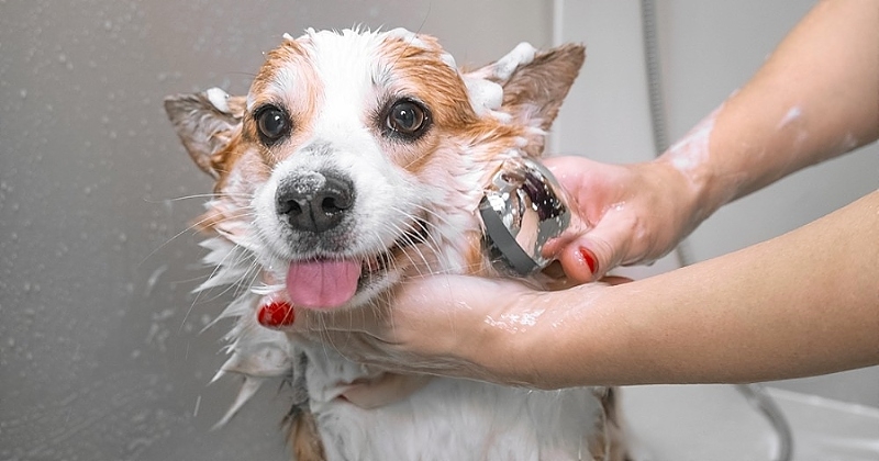 À quelle fréquence faut-il laver son chien?