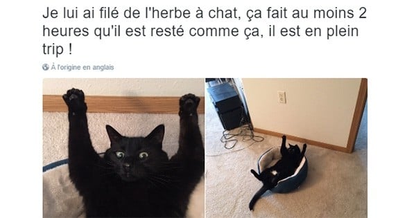 Parce qu'on ne peut pas terminer l'année 2016 sans ça, voici la rétrospective des 20 meilleurs tweets de l'année à propos de chats !