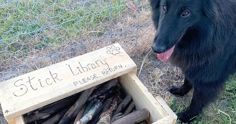 Un homme construit une « librairie à bâtons de bois » pour les chiens dans un parc