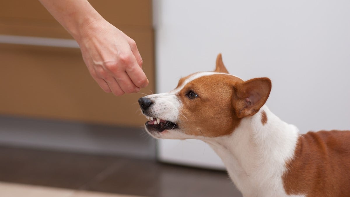 Les chiens seraient capables de reconnaître les personnes mauvaises, selon une étude