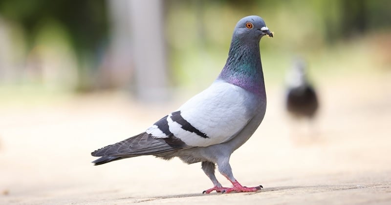 Un pigeon voyageur anglais s'est trompé de direction et a parcouru 6000 kms jusqu'aux États-Unis