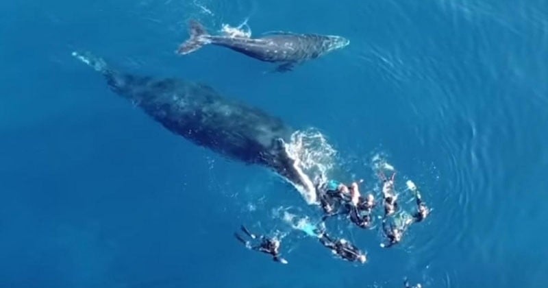 Lassée des baigneurs trop intrusifs, cette baleine s'en prend à eux pour protéger son petit
