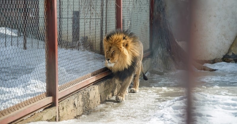 L'Afrique du Sud met fin à l'élevage des lions en captivité 