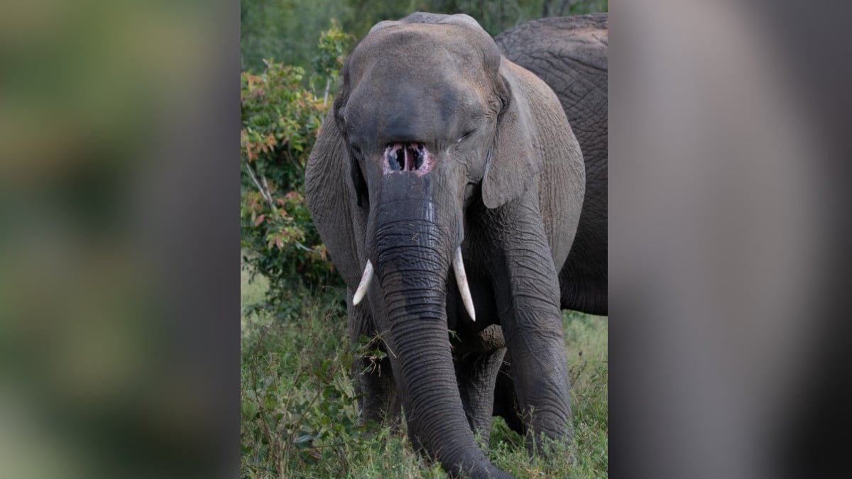 L'&eacute;l&eacute;phant avec le trou dans la t&ecirc;te