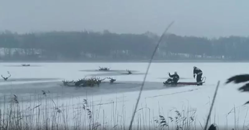 En Pologne, des braconniers ont attiré des cerfs sur un lac gelé, qui a cédé et a causé la mort de 19 animaux